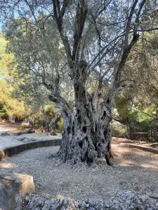 Jacquelien 07 Griekse boom